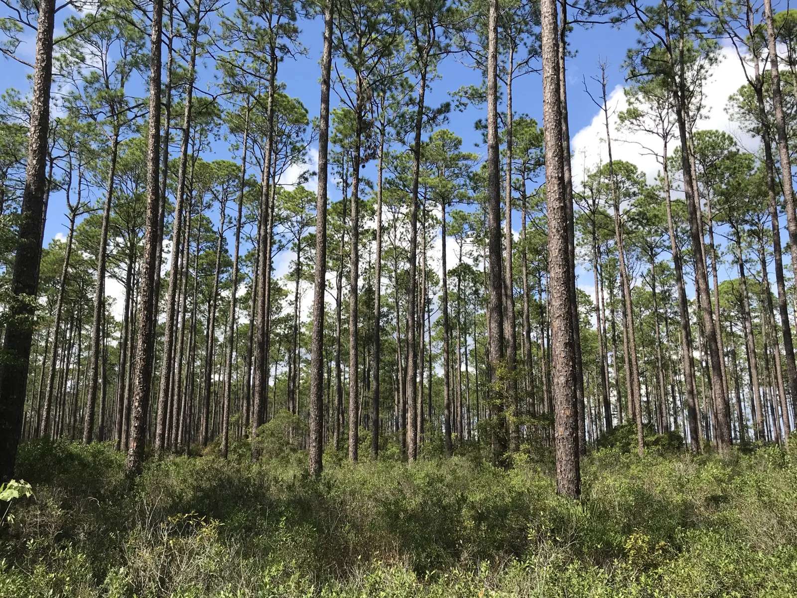 A planted and thinned slash-pine stand in Dixon Memorial State Forest, Georgia